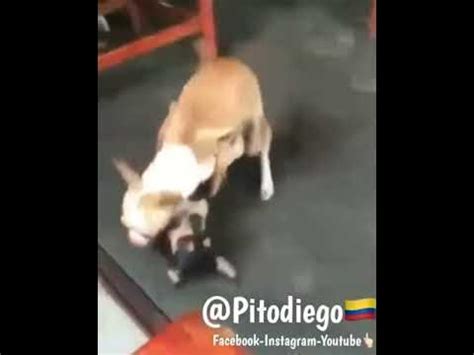 porno de perros